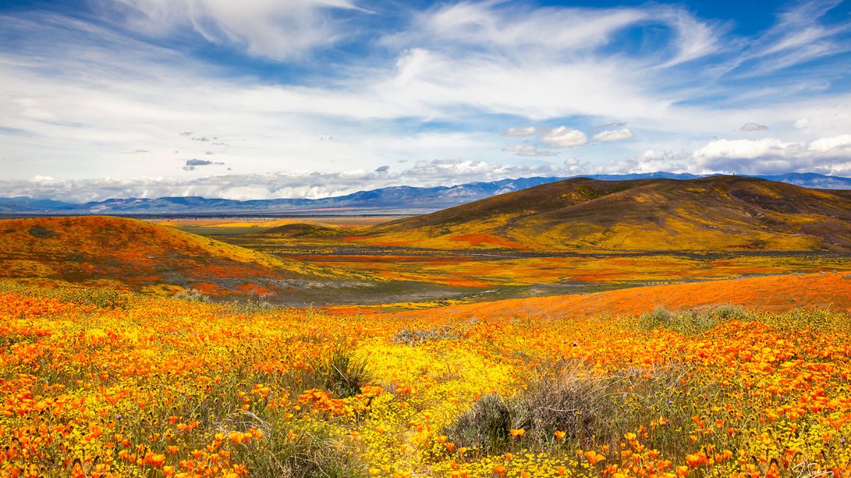 The Antelope Valley California Poppy Reserve State Natural Reserve - Antelope Valley, CA Top Destinations for Spring Flowers in the U.S.