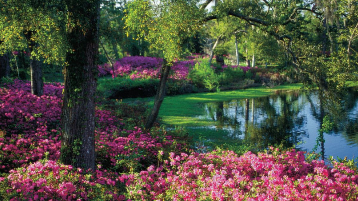 Top Destinations for Spring Flowers in the U.S.