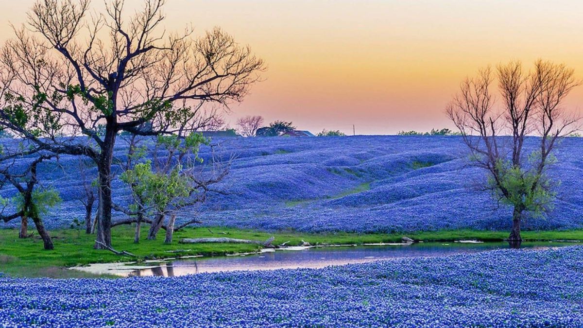 The Bluebonnet Festival - Chappel Hill, Texas Top Destinations for Spring Flowers in the U.S.