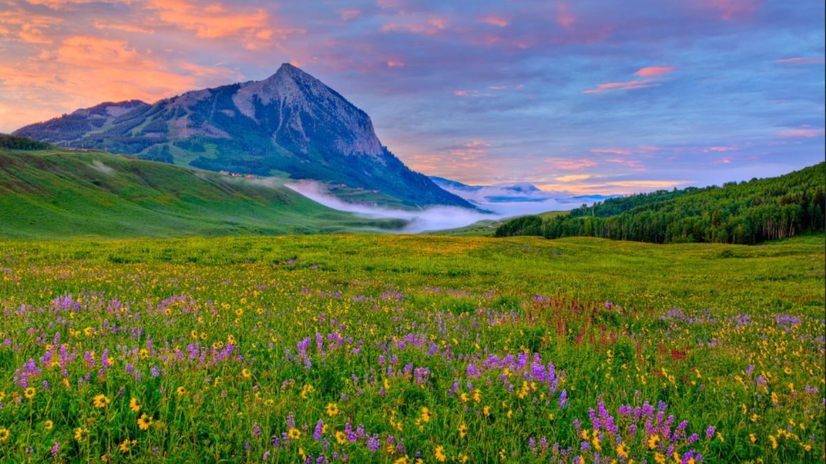 The Crested Butte Wildflower Festival - Crested Butte, Colorado (1) Top Destinations for Spring Flowers in the U.S.