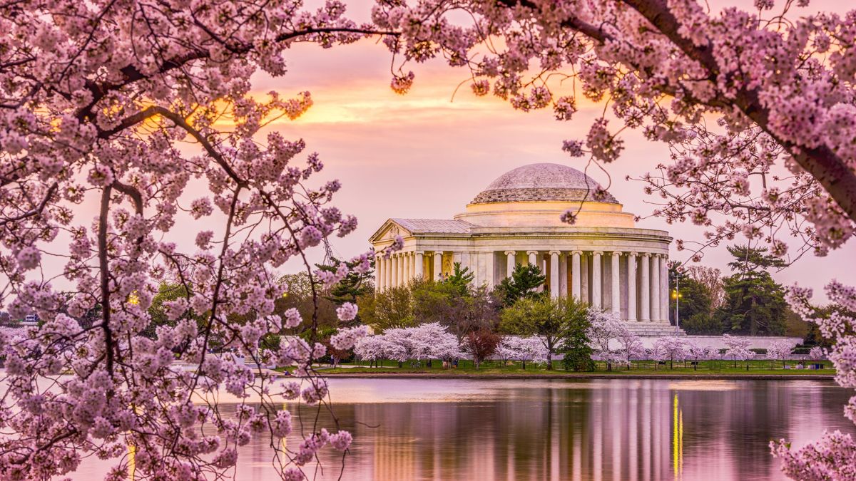 The National Cherry Blossom Festival - Washington, DC Top Destinations for Spring Flowers in the U.S.