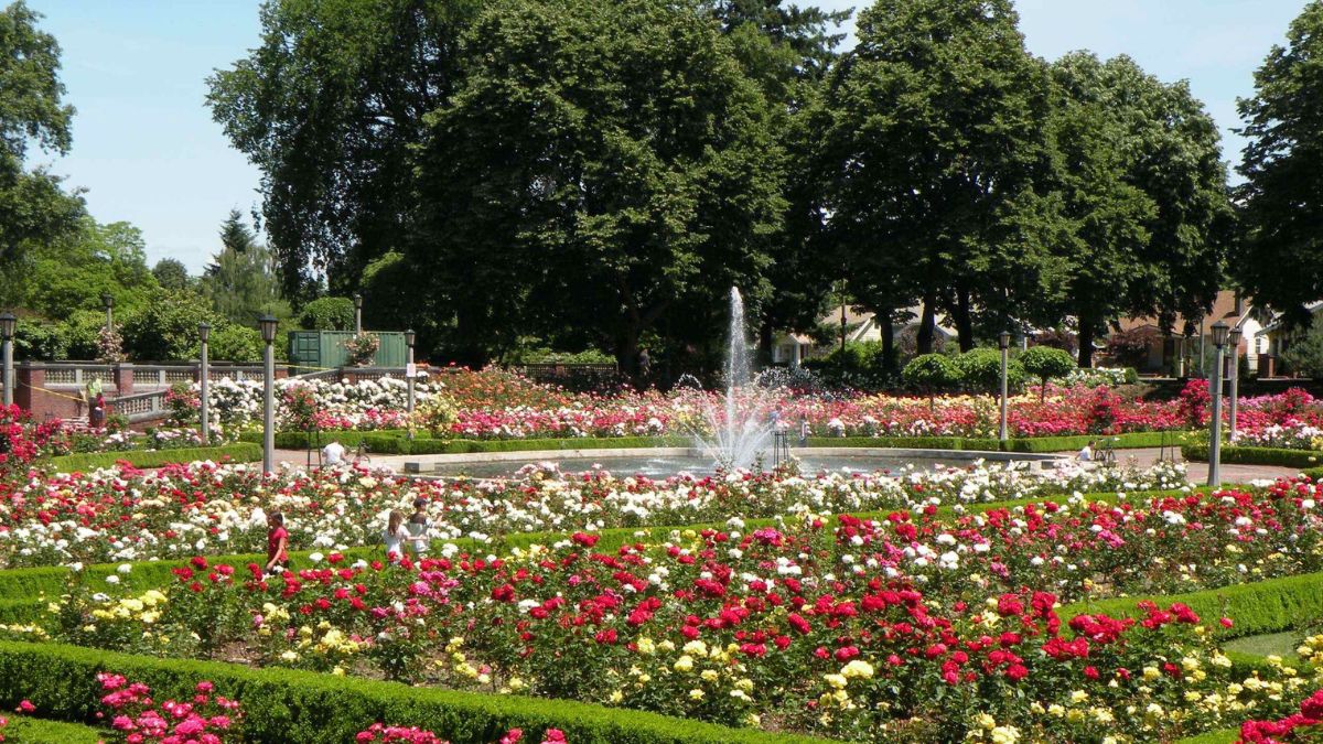 The Portland Rose Festival - Portland, Oregan Top Destinations for Spring Flowers in the U.S.