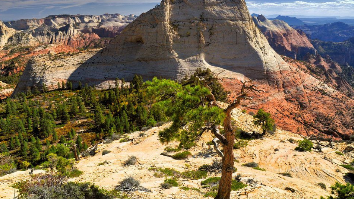 Accessibility in Zion