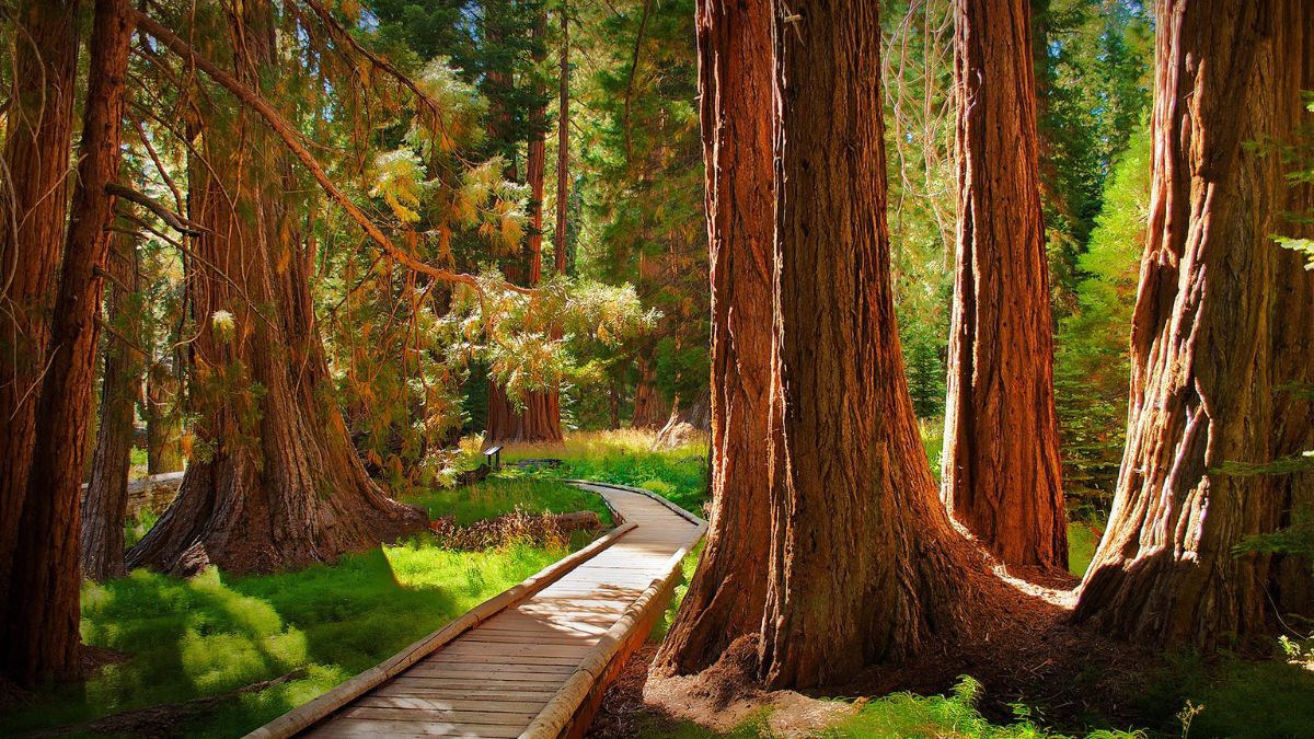 Big Trees Trail