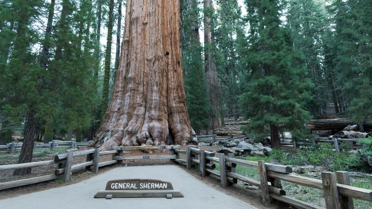 General Sherman Tree Trail sequoia and king canyon national parks accessibility